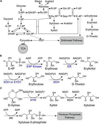 Recent Advances in Producing Sugar Alcohols and Functional Sugars by Engineering Yarrowia lipolytica